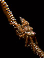 xeno
