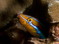 Blaustreifen-Saebelzahnschleimfisch (Plagiotremus rhinorhynchus)