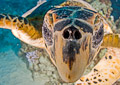 SuppenschildkrÃ¶te (Chelonia mydas)