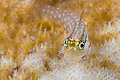 Red Sea combtooth blenny (Ecsenius dentex)