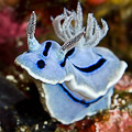 Chromodoris Willani