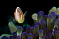 Pink anemonefish(Amphiprion perideraion)