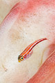 Neon triplefin(Helcogramma striata)