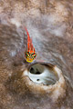Triplefin