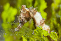 juvenile thorny seahorse(Hippocampus histrix)