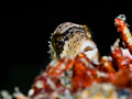 Strap-weed file-fish(Pseudomonacanthus macrurus)