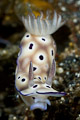 Lembeh express