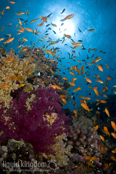 Red Sea II