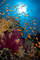 Red Sea II