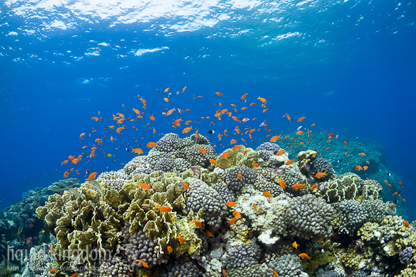 Red Sea I