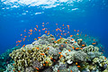 Red Sea I