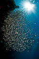swarm