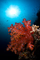 soft coral and sun