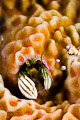 hermit crab