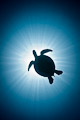 Turtle Reign