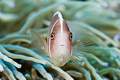 Amphiprion perideraion