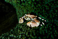 porcelain crab