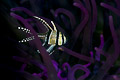 Medusas' Kingdom