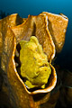 Frog king on throne