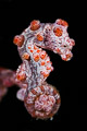 Pygmy Deluxe