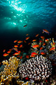 Red Sea IV