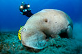 Dugong I