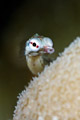 Pipefish I