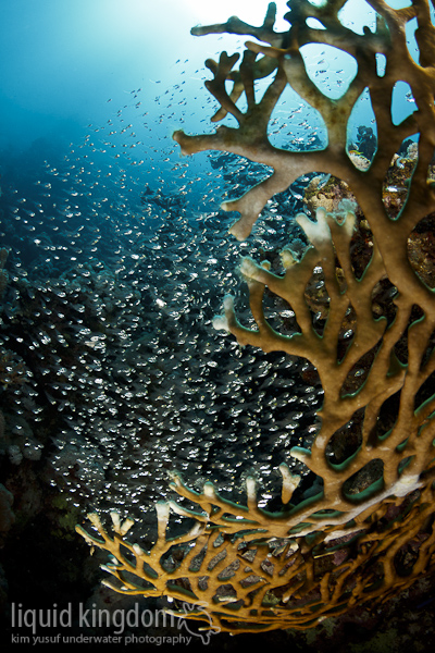 Glassfish