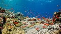 Red Sea VI