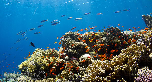 Red Sea VII