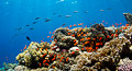 Red Sea VII