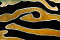 Clam abstract