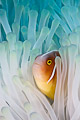 Pink skunk clownfish