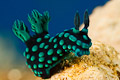 Nudi
