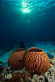 barrelsponges