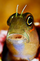 blenny