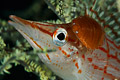 parasite on longnose hawkfish