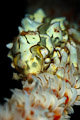 Xenocrab