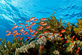 anthias