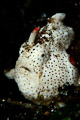 frogfish