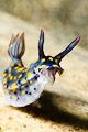 Hypselodoris obscura