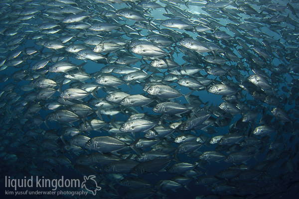 a lot of fish