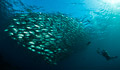 diver and jackfish