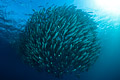 Jackfish ball I