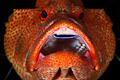 tomato grouper(cephalopholis sonnerati) at a cleaning station