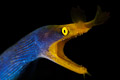 ribbon eel