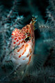 Blotched hawkfish (Cirrhitichthys aprinus)