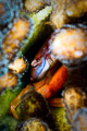 hiding crustacean