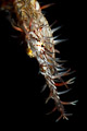 ghostpipefish