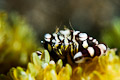 Harlequin crab (lissocarcinus orbicularis)